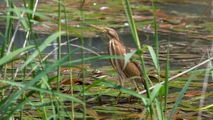 Little Bittern