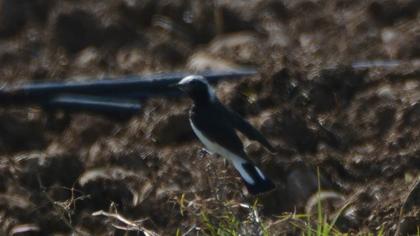 Kıbrıs kuyrukkakanı