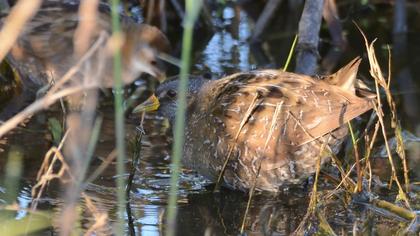 Spotted Crake