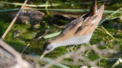 Little Crake