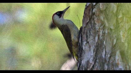 European Green Woodpecker