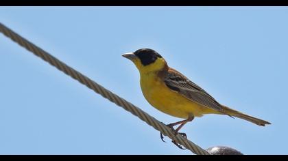 Black-headed Bunting