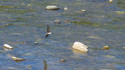 Sand Martin
