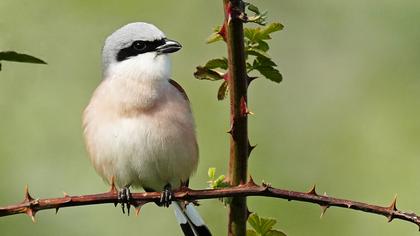 Red-backed Shrike