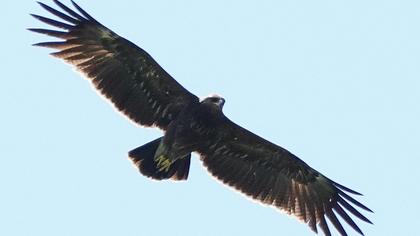 Lesser Spotted Eagle