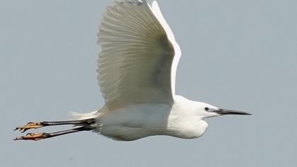 Little Egret