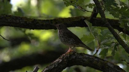 Song Thrush