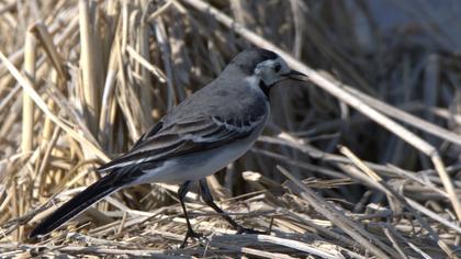 White Wagtail
