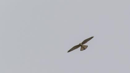 Common Kestrel