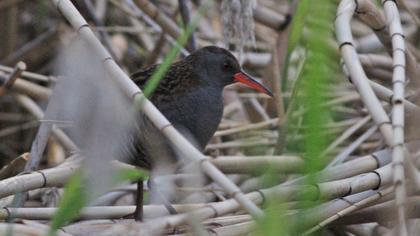 Water Rail