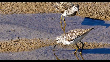Wood Sandpiper