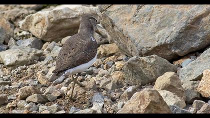 Common Sandpiper
