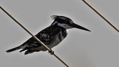 Pied Kingfisher