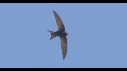 Common Swift