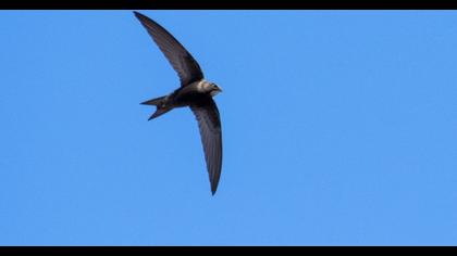 Pallid Swift