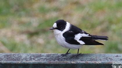 Collared Flycatcher