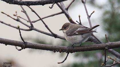 Semicollared Flycatcher
