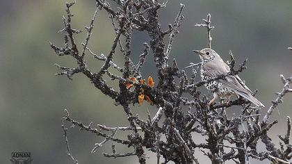 Mistle Thrush