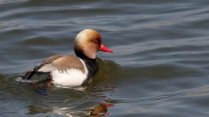 Red-crested Pochard