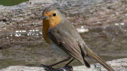 European Robin