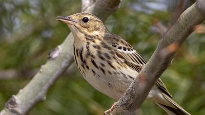 Tree Pipit