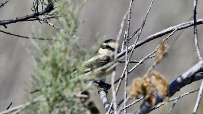 Masked Shrike