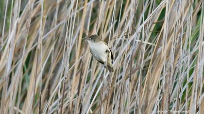 Eurasian Reed Warbler
