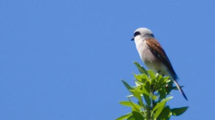 Red-backed Shrike