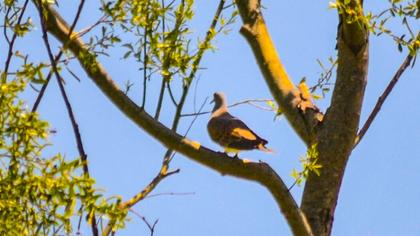 European Turtle Dove