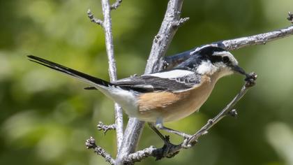 Masked Shrike