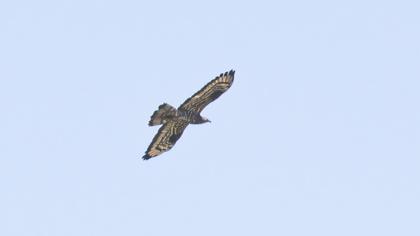 European Honey Buzzard