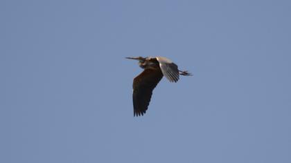 Purple Heron