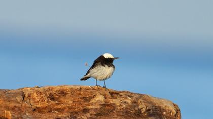 Hooded Wheatear
