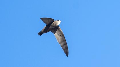 Pallid Swift