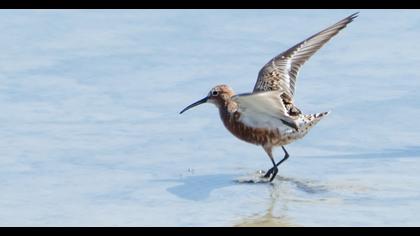 Curlew Sandpiper