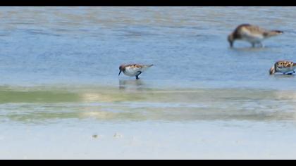 Little Stint
