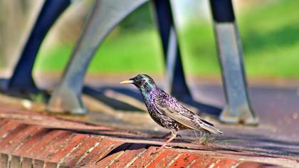 Common Starling