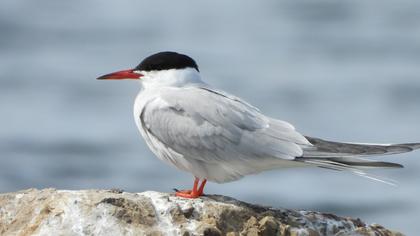 Common Tern