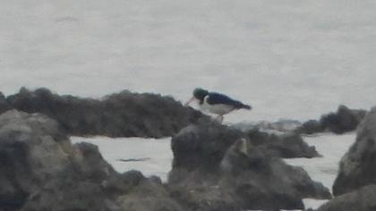 Eurasian Oystercatcher