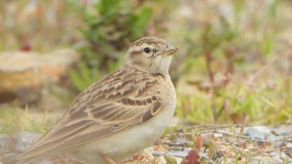 Greater Short-toed Lark