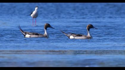 Northern Pintail