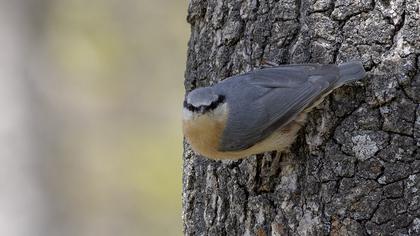 Eurasian Nuthatch