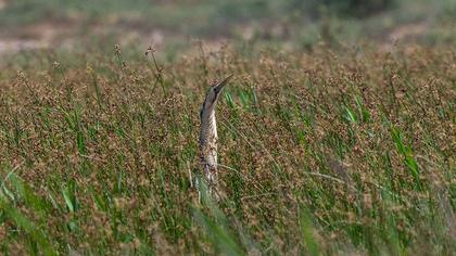 Eurasian Bittern