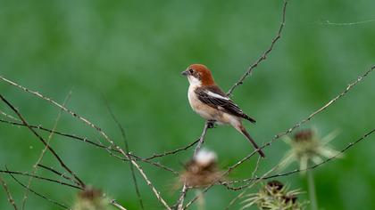 Woodchat Shrike