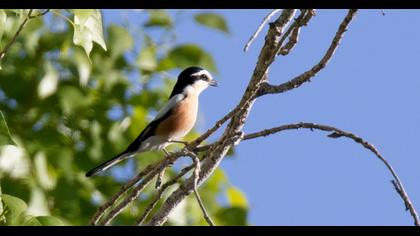 Masked Shrike