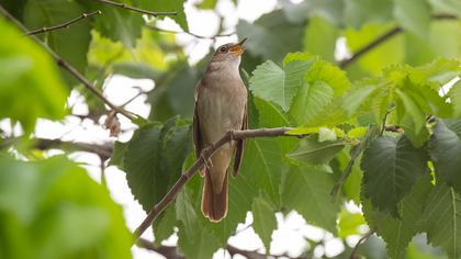 Common Nightingale