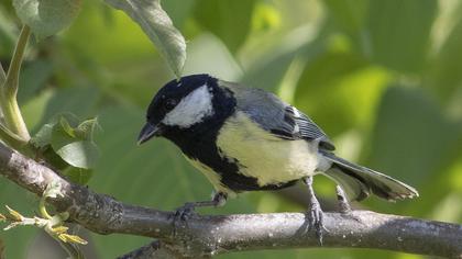Great Tit