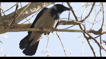 Hooded Crow