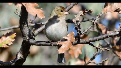 Common Chaffinch