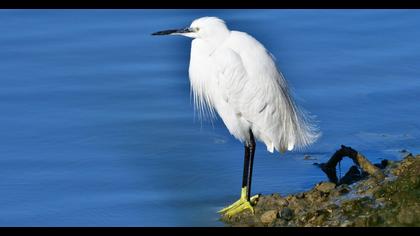 Little Egret